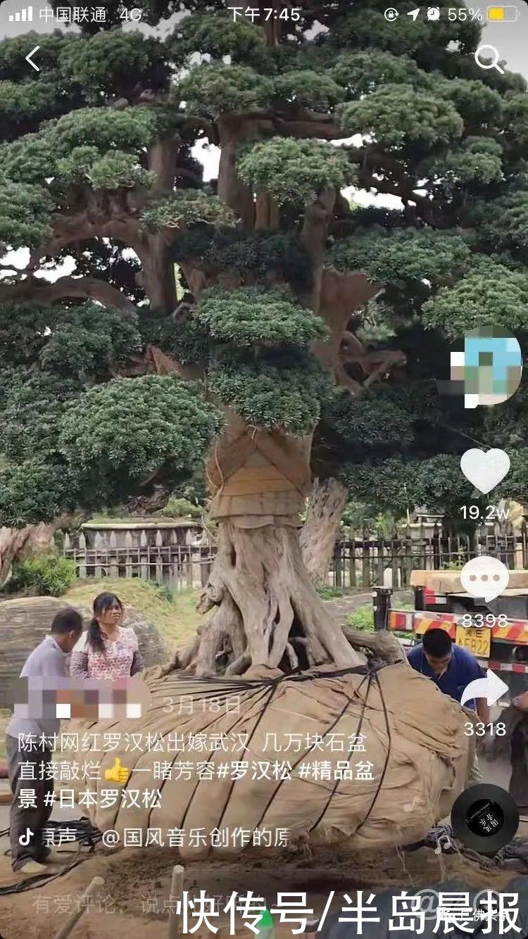 刷爆朋友圈！一株要卖上百万？价格更高的有大把