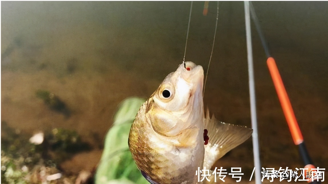 觅食|为何你在秋天钓不到鱼?别人却收获满满,原来是你忽视了天气因素