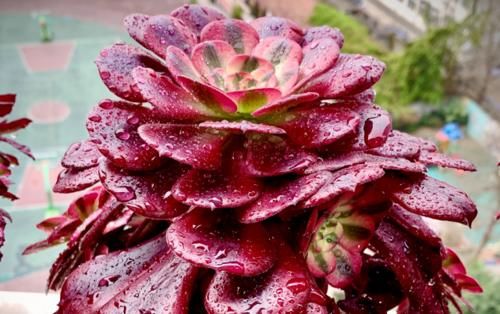 3月份多肉法师淋雨后为什么叶片变红了，而且颜值也提升了不少？