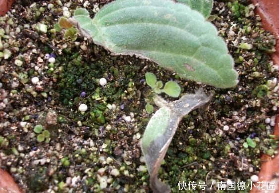 这些神奇的花,掐个叶片就发芽,眨眼就是一大盆,开花特漂亮