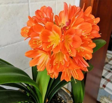 君子兰|君子兰迟迟“不开花”,埋上几块“它”,根壮叶多,开满花,喜庆