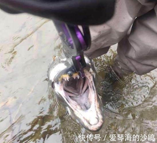 大马哈鱼|小伙在河中钓上一条大鱼高兴不已，拉倒岸上后所有人都吓蒙了！