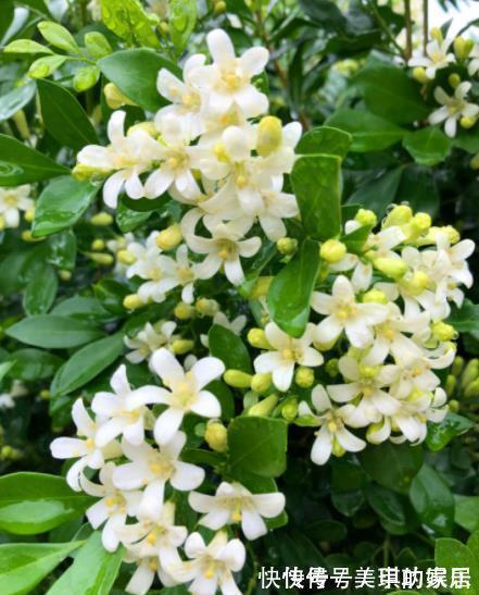 家里种上1种“香水花”,清香四溢空气更清新,一开就是小半年