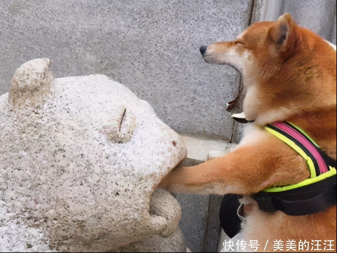 柴犬属于长毛犬还是短毛犬 柴犬属于长毛犬还是短毛犬