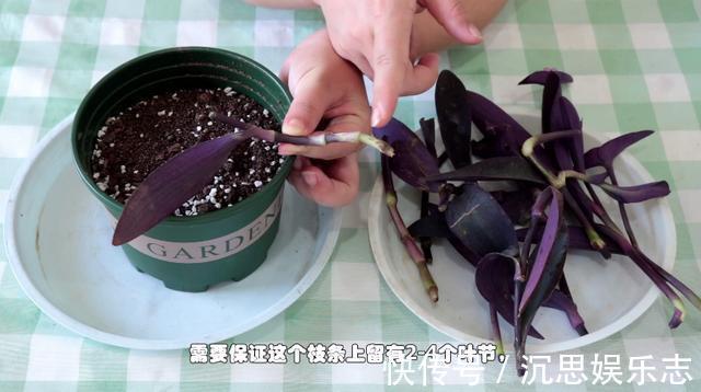 扦插|紫竹梅扦插有技巧，做好几点，生根快，轻松一盆变多盆