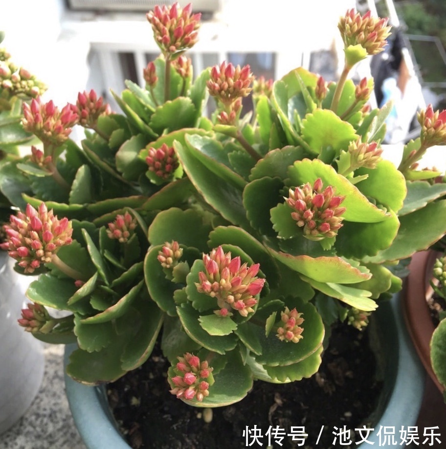 修剪|长寿花凋谢后,剪1刀、喷点水,30天花苞“嘟嘟冒”,又开一茬