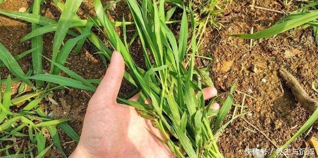 根茎|路边常见的牛筋草,生命力旺盛又结实,不能小瞧作用多