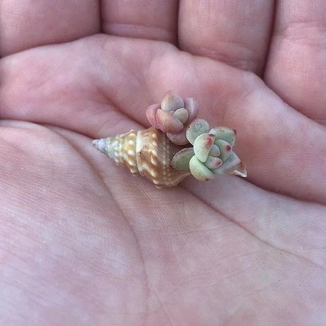 养护|指甲盖大小的多肉你见过吗自己在家就能养出来,可爱到心颤!