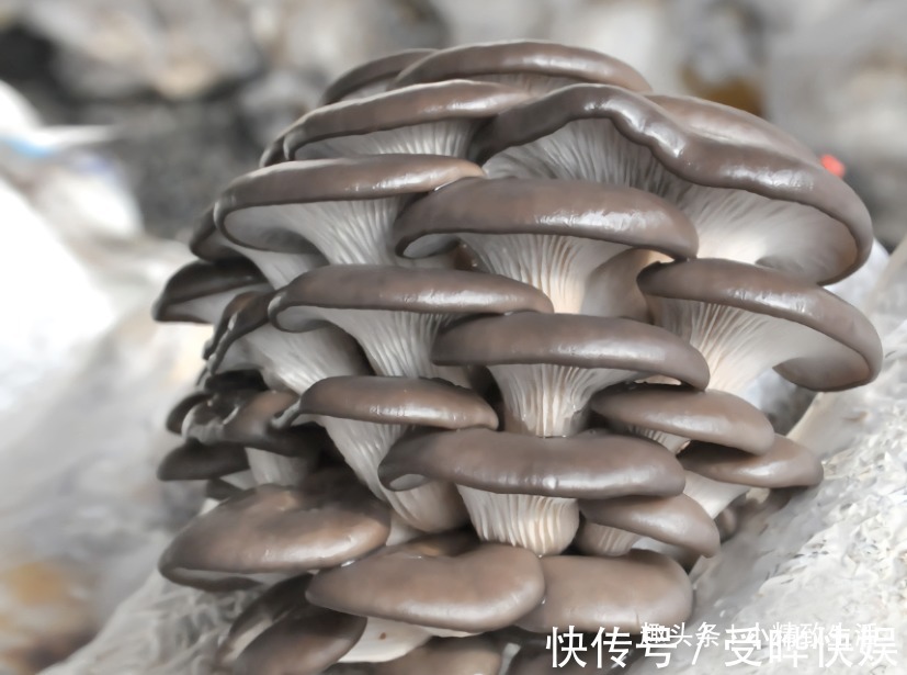 阳台不止能养花，还能种蘑菇，15天一茬，2个月吃不完