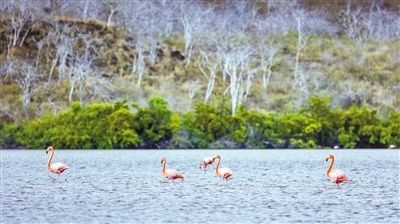 多样性|生态旅游推动绿色发展（国际视点）