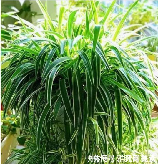木炭|养花换盆时,多“加”1物,花卉“10年”不烂根,叶子绿,开花多