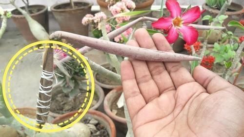 旺盛|沙漠玫瑰叶子长得旺盛还不开花，选好时机修剪，第二年有花看