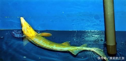 矮行星 它被称为“冥界地狱”,真的熔岩遍布?新视野号拍下它的表面!