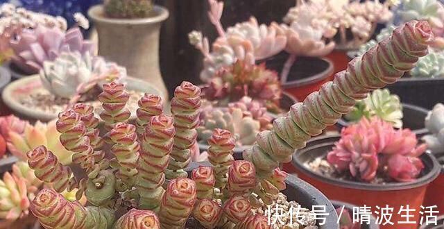 家里养这4种植物,旺财镇宅,净化空气又好看,养一盆特别值