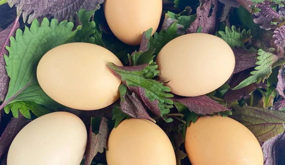 心脑血管|微健康:鸡蛋和它一起煮,肝好了,血管干净,赶跑小毛病