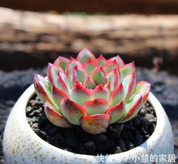 3种花盆遇到带回家,养护多肉事半功倍,新手也能养出好状态