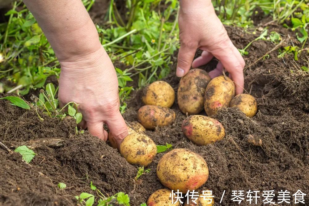 润肠|春吃芽夏吃花，秋吃果冬吃根！5种冬季根菜王，常吃全家都健康！