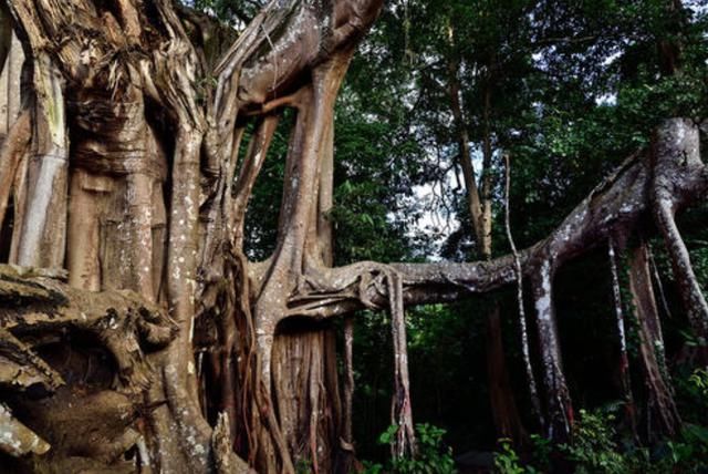 地球上5棵超大树木：美国一棵红杉重2800吨，我国这棵独占8.6亩地