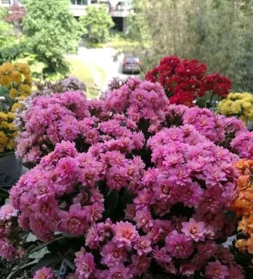 寿花叶|想让长寿花开花不断,教你三个小妙招,开成大花球,璀璨烂漫