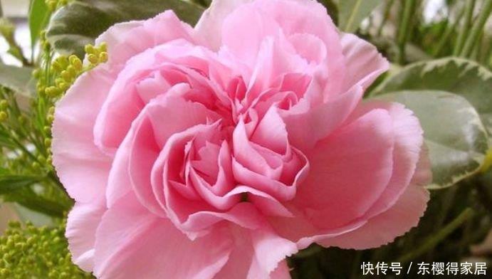 3款艳美的花卉,花大色艳花期长,盛开时繁花似锦,花色美轮美奂