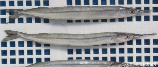 马步鱼营养价值极高,吃了它是怎样的体验