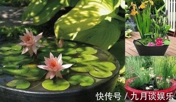 不花钱在阳台、露台上打造一个迷你池塘，好看到爆！