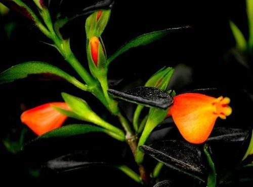 金鱼吊兰颜色越深越好吗？