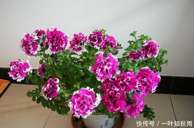 爆盆|这种花漂亮极了,一根枝条就能繁殖多盆,一年四季都开花爆盆!