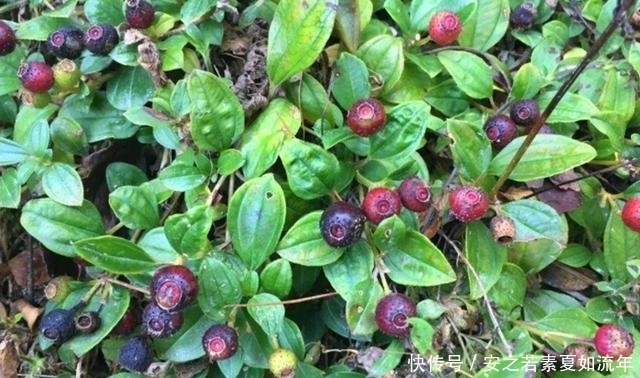 野生|农村这种野果,以前的人们拿来泡酒,其实它还是一种很好的药材