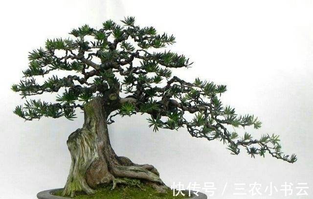 桩材|初学养盆景首先要注意下面这几个问题