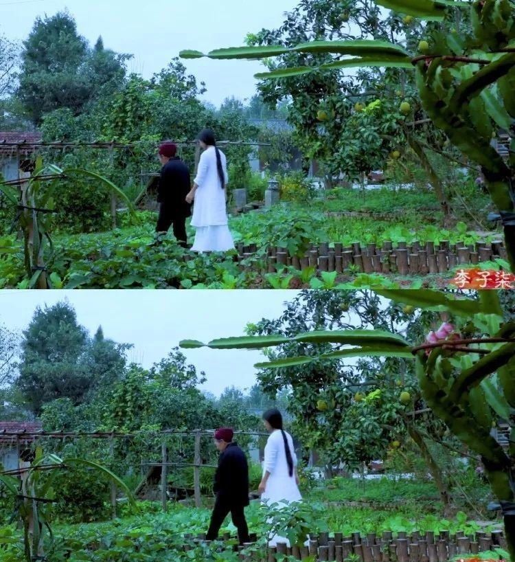 花园|在家种个菜都这么美,还要什么花园?