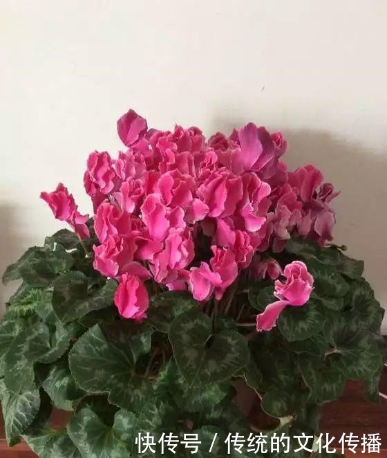 十一前后养3种花，冬天能看雪赏花！十一前后养3种花，冬天能看雪赏花！