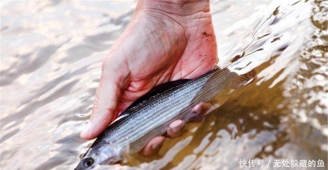 不管解冻什么鱼,用水泡就“废”了,记住2点,