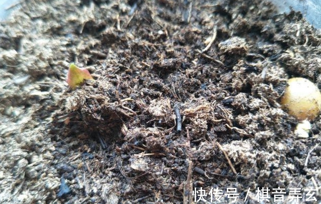 君子兰繁殖很简单,把种子播到花盆里,长出一堆健壮小苗