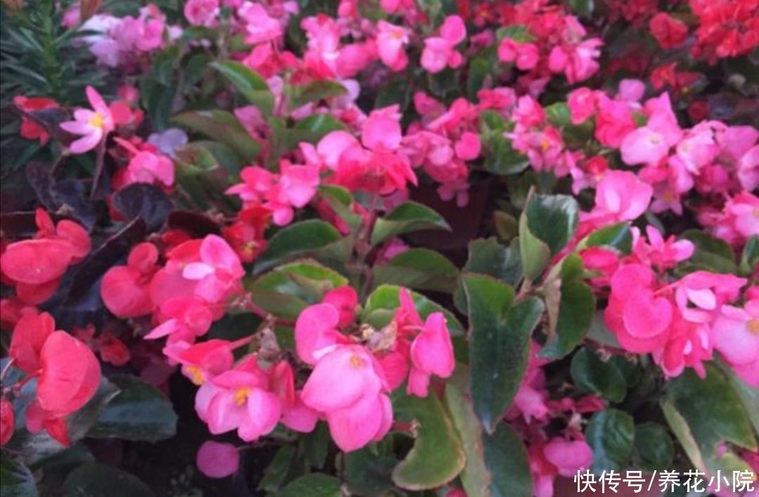 种花|夏天别买6种花，天热就休眠，太不好养