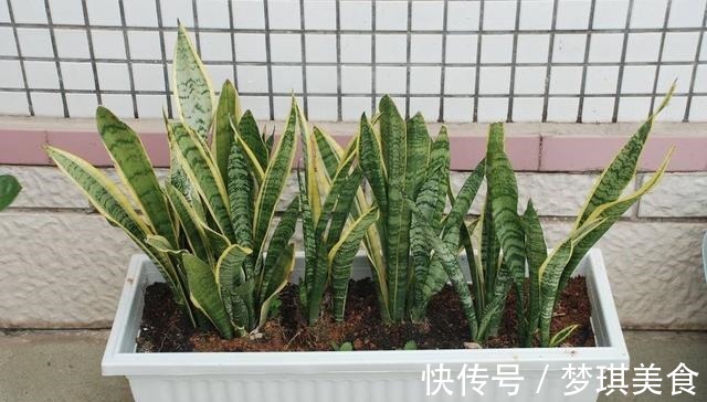 虎皮兰|养虎尾兰,一个小技巧,长得快、侧芽多、叶厚实,3个月长爆盆