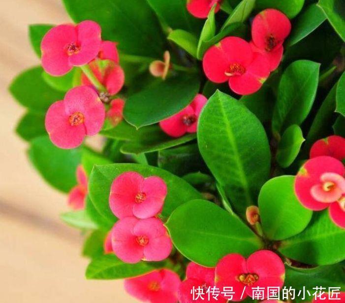 几款花卉花开繁盛花香怡人,四季繁花似锦,美极了