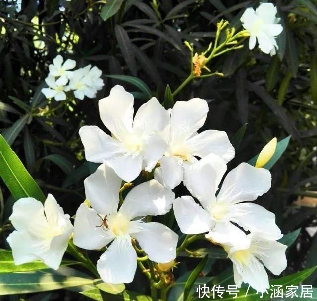 反而|养花确实很惬意,但不能随便放在卧室,这几种放在卧室反而不好