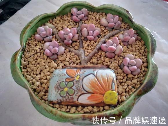 多肉拼盘玩一次就上瘾，这些创意拼法，你一定喜欢