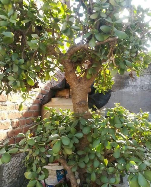  持树干粗壮|玉树扦插很简单，剪下几根老枝，插在花土里，蹭蹭冒大白跟