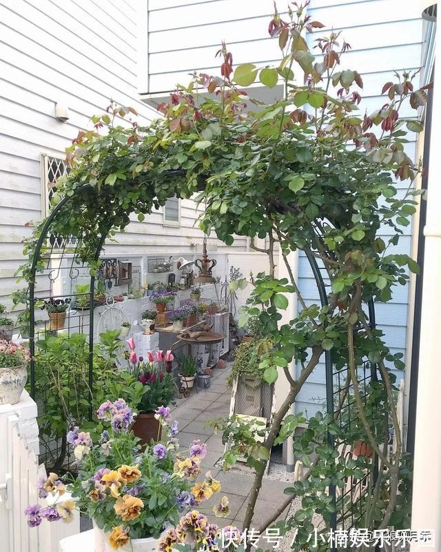 毛地黄|小空间花园打造指南丨四季开花不断,她是怎么做到的?