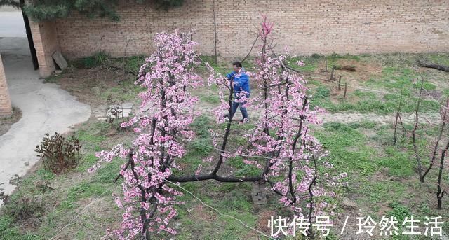老人|84岁老人家里一棵桃树上长出了13株桃树,开花似“孔雀开屏”