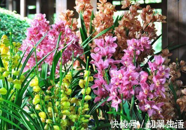 漂亮|5种花美的出奇,开花爆盆很简单,满树都是花朵,漂亮极了