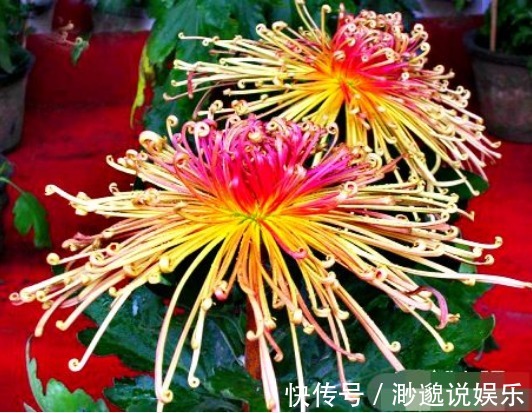 喜欢菊花,不如养盆“菊中珍品”秋水红霞,色彩缤纷,好似晚霞