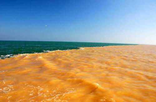 黄河每天将大量淡水鱼冲入大海,它们怎样生活?最终会去向哪里?