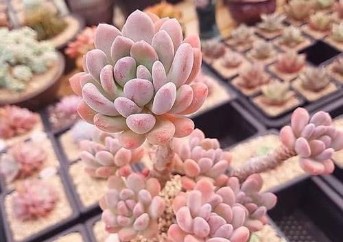 养了2年的多肉灯美人 瘦弱不长个 直接砍了 爆了不少侧芽 粉紫色