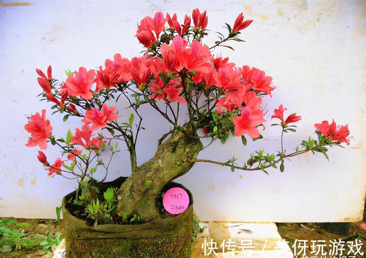 花期|5种“喜冷花”,花期主要在冬季,好养又漂亮,开花特别香