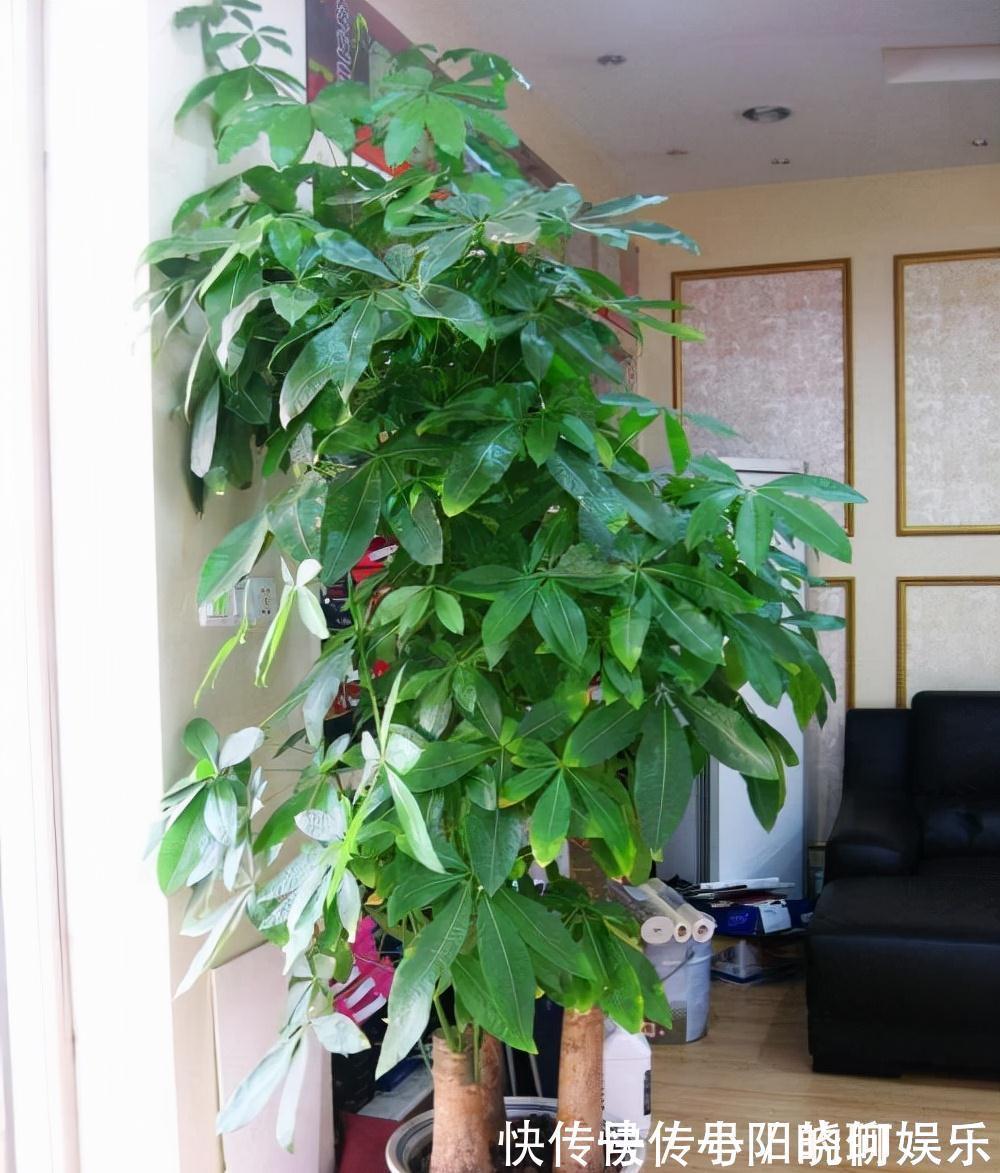 6种漂亮花,都有“好寓意”,喜欢的话养一盆,吉祥又大气