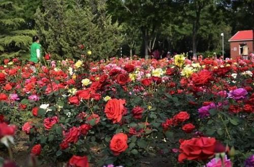  阿司匹林肠溶片|阿司匹林用于浇任何植物都可以吗？