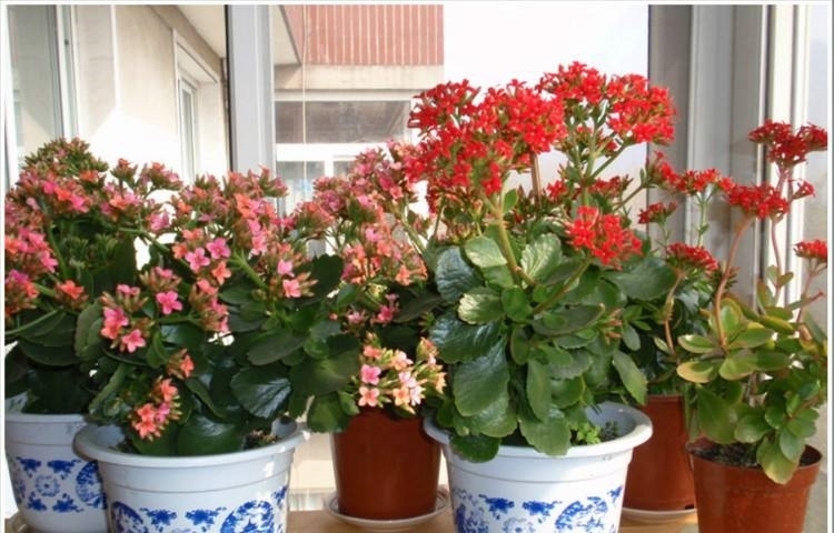 长寿花得黑腐必死无疑?做好3种防护,给它“剃个头”,7天可复活